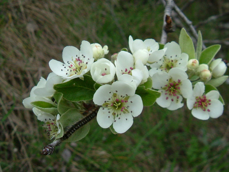 Pyrus spinosa